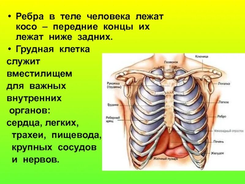 Органы человека с ребрами. Строение органов грудной клетки человека. Грудная клетка и внутренние органы анатомия. Анатомия грудной клетки человека с органами. Расположение органов с ребрами.