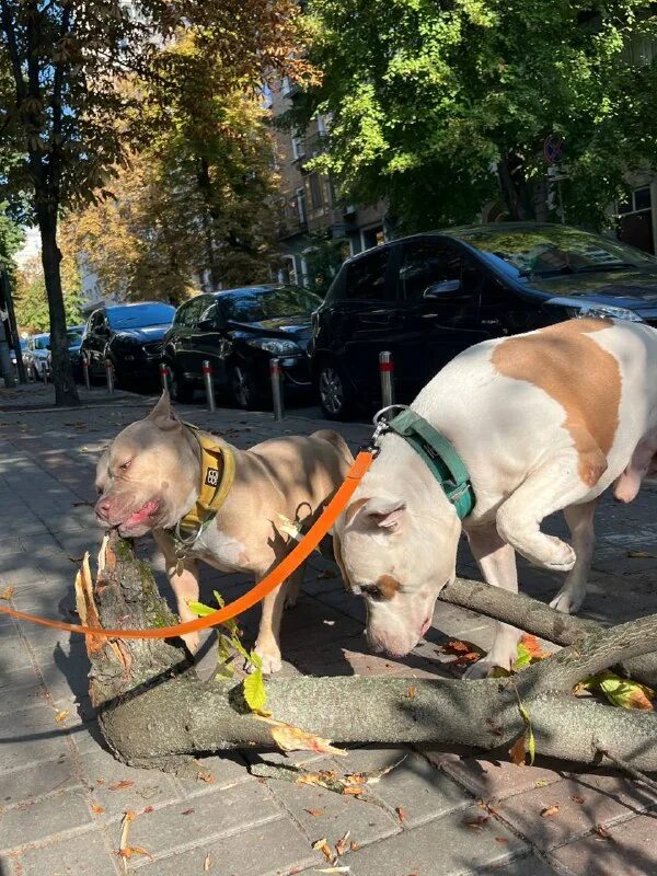 Собака шо. Сибирский хаски подросток. Собака шо. Собака шо. Канал мы собаки.