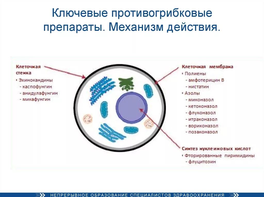 Строение клетки грибов микробиология. Механизм действия противогрибковых средств. Противогрибковые препараты микробиология механизм. Противогрибковые препараты механизм действия классификация. Принципы организации клеток