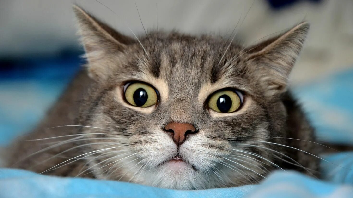 Взгляд кошки. Кот внимательно смотрит. Зрачок кошки. Янтарные глаза у кошки. Задумчивый.