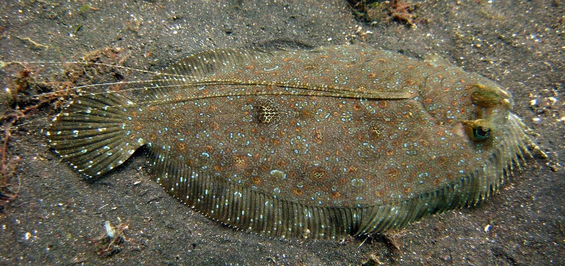 Flounder. Камбала Калкан Черноморская. Камбала Флаундер. Камбала хамелеон. Камбала Каменушка.