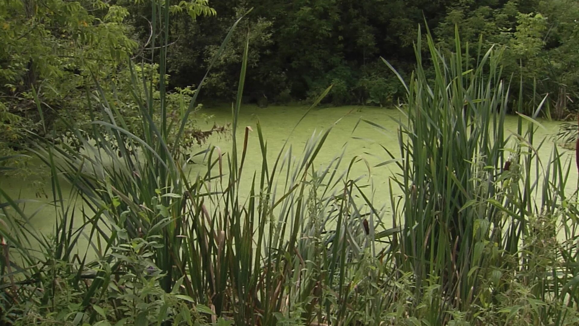 кофе болото