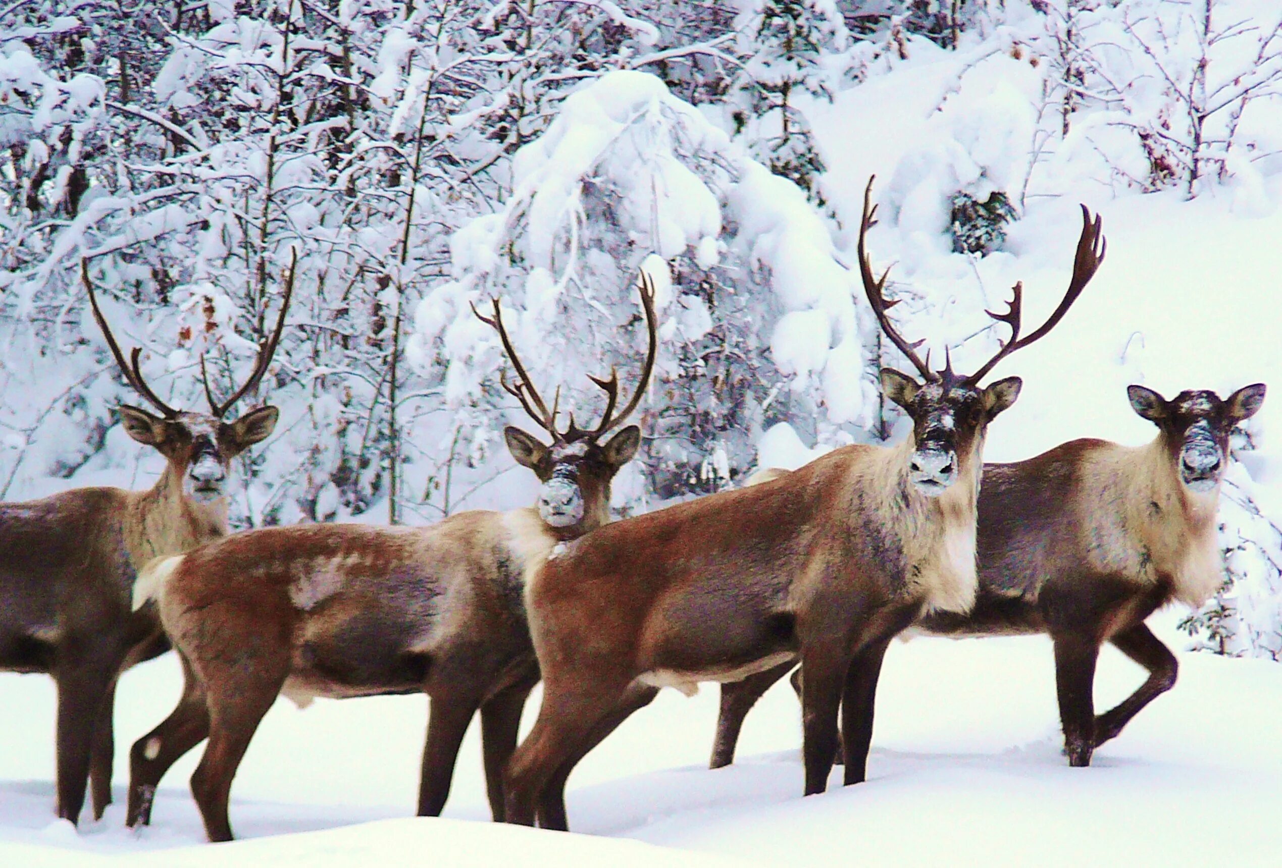 Какие отношения между сыроежкой и северным оленем. Описание северного оленя 2 класс. Какие отношения между сыроежкой и северным оленем. Сыроежка гриб ложный и съедобный отличия. Грибы сыроежка якутии.