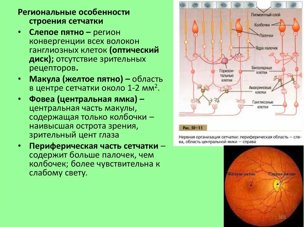 Сетчатая функция. Строение желтого пятна сетчатки. Строение сетчатки. Колбочки. Палочки. Желтое пятно. Слепое пятно. Строение сетчатки макула. Строение сетчатки в области жёлтого пятна.