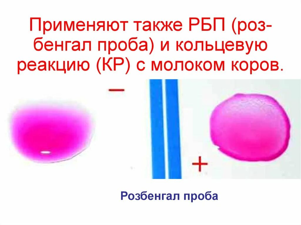 Кольцевая реакция. Кольцевая реакция на бруцеллез. Кольцевая проба на бруцеллез. Кольцевая проба с молоком на бруцеллез. Кольцевая реакция с молоком.