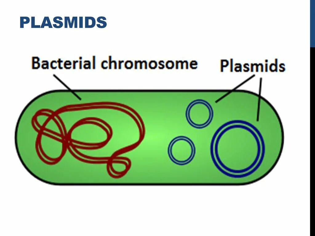 Кольцевая днк прокариот. Плазмида ДНК. Плазмида бактериальной клетки. Структура плазмиды. Строение бактерии плазмида.