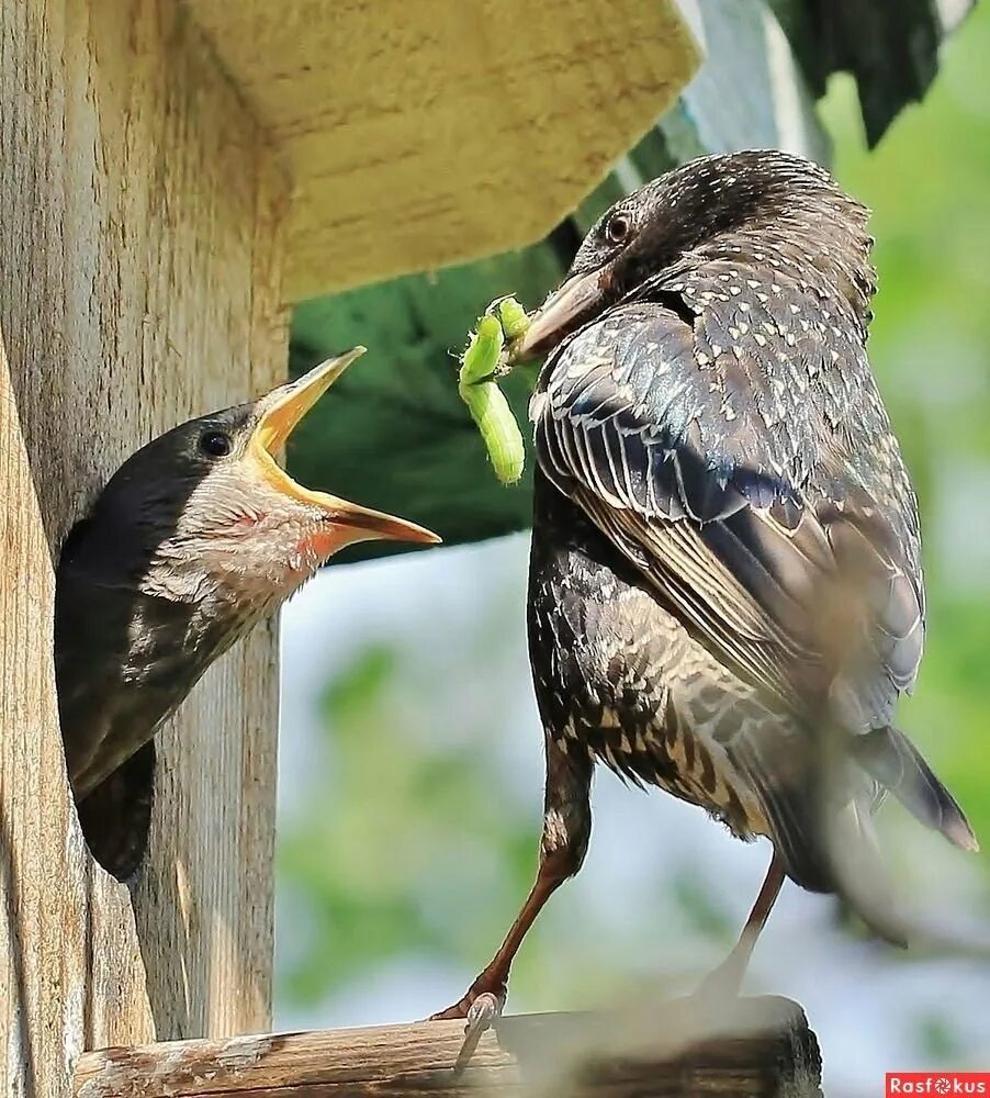 гнездовой птенец воробья. галчонок птица. как птенцы из гнезда мы выпали. как птенцы из гнезда мы выпали. птенец дрозда.
