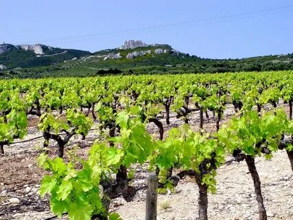 Des vignes