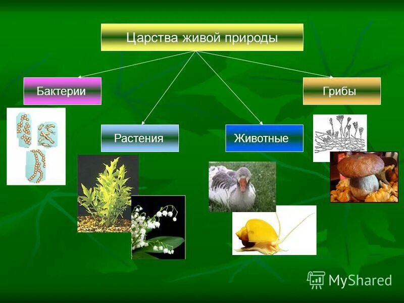 Представители разных царств живой природы