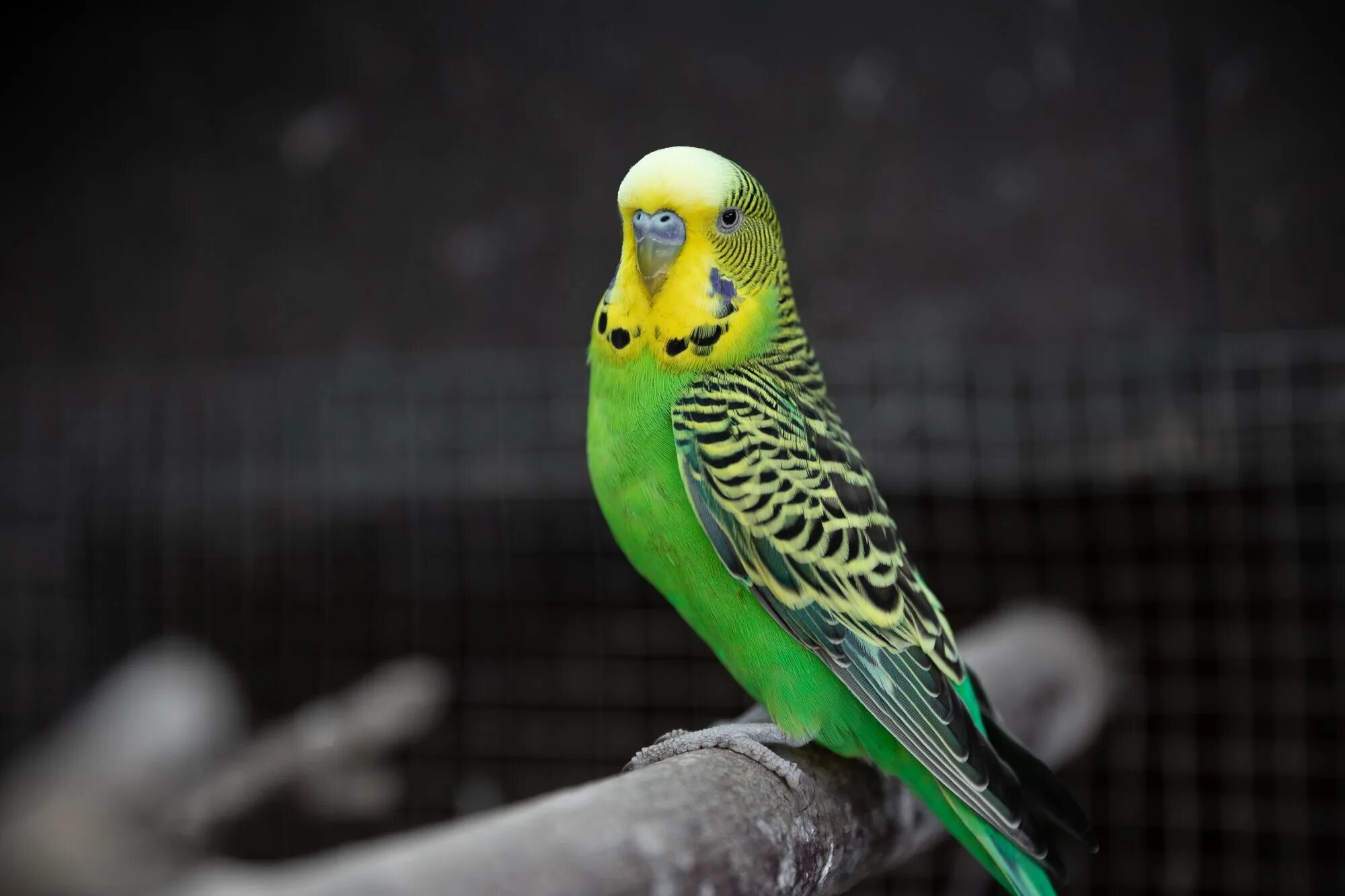Волнистый попугайчик зеленый. Попугай волнистик. Попугай зеленый волнистик. Волнистый попугайчик бельгийский.