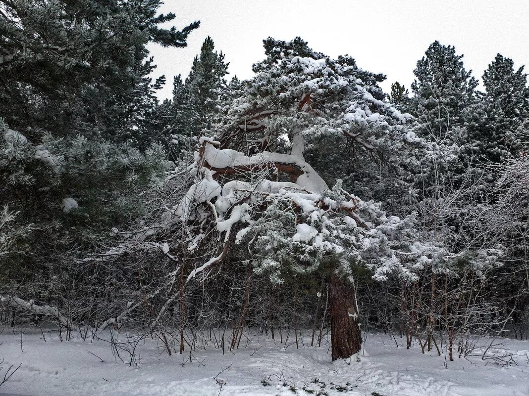 под старою сосной