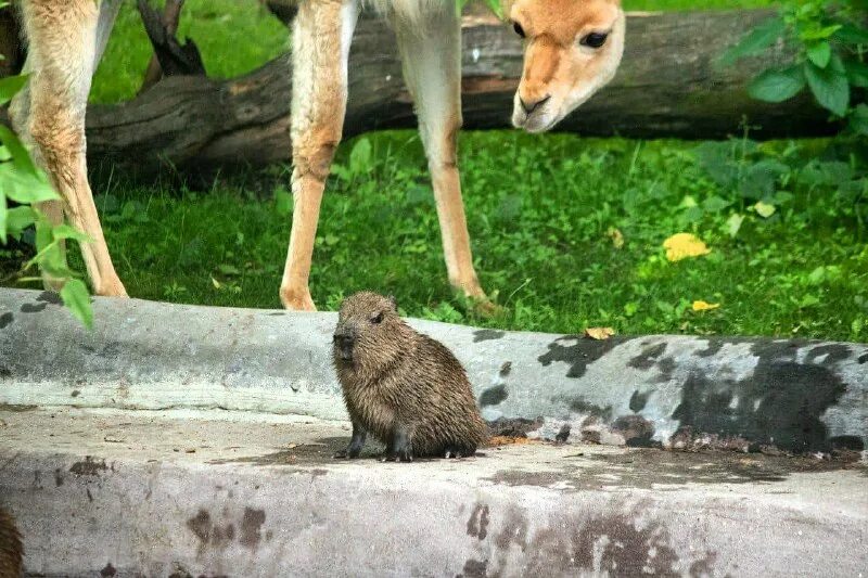 График работы московского зоопарка 2023. Билеты в зоопарк москва. График работы московского зоопарка 2023. График работы московского зоопарка 2023. Билеты в зоопарк москва.