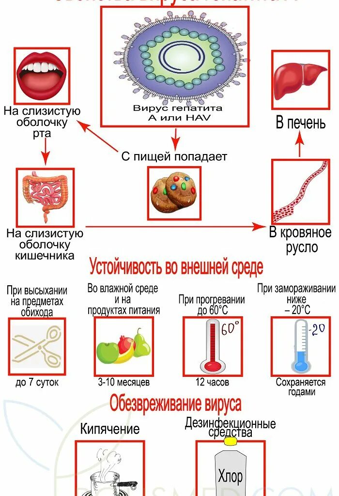 Характеристика вирусов гепатитов. Вирус гепатита в. Gepattit AA.