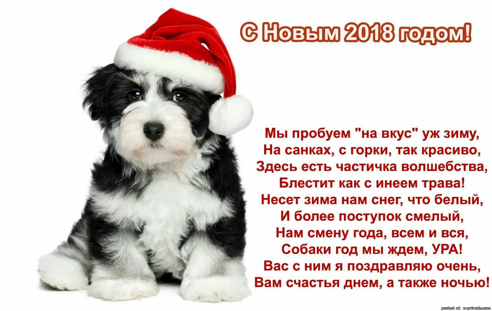 Год собаки начнется. Стихи для детей новогодние год собаки. Стихи к новому году собаки. Новогодние стихи про собак. Новогоднее четверостишие с собакой.