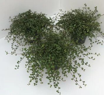 Мюленбекия цветок комнатный