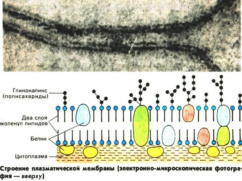 Биологической мембраны гликокаликс. Клеточная мембрана строение гликокаликс. Клеточная мембрана гликокаликс. Плазматическая мембрана компонент гликокаликса. Строение плазматической мембраны.