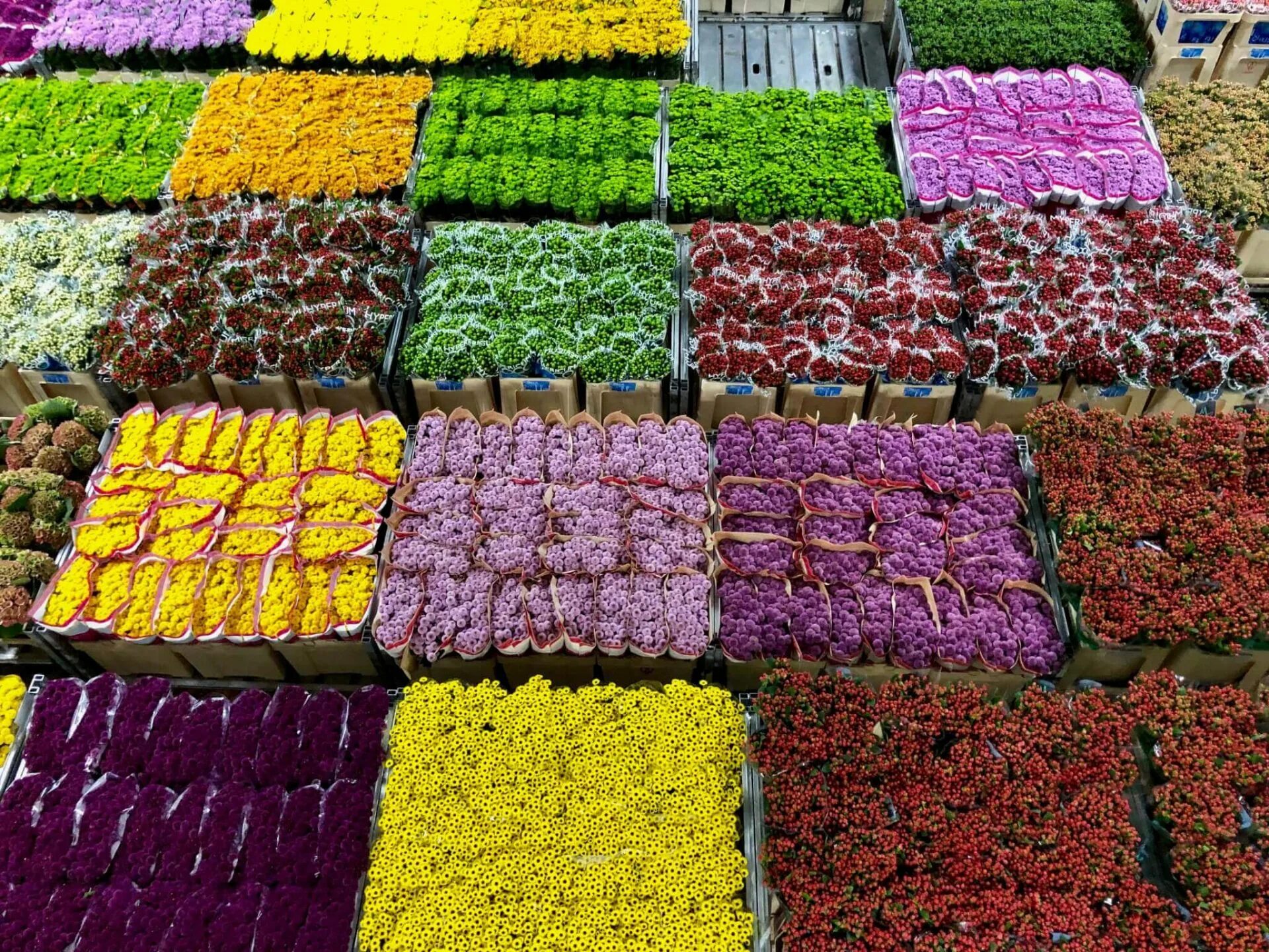 Склад цветов. Склад цветов. Цветочный аукцион floraholland в голландии. Склад цветов. Рассада цветов.