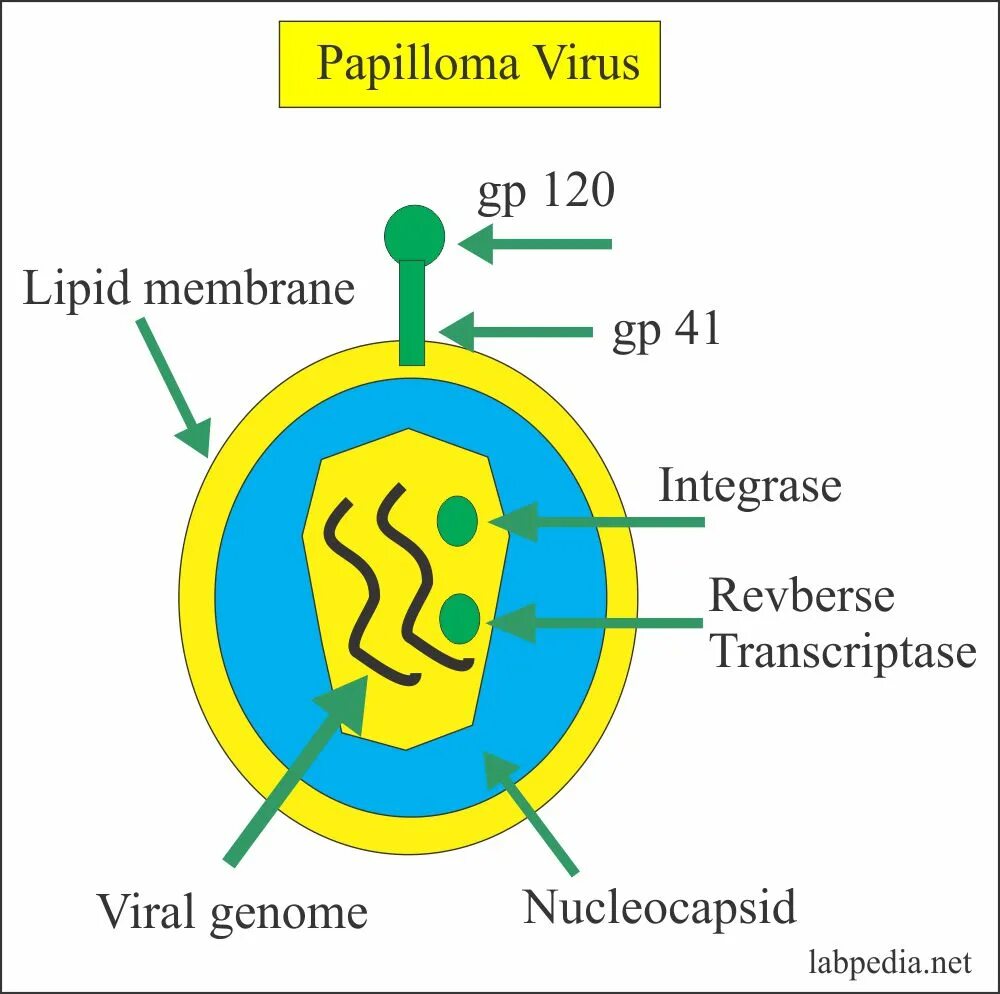 Papilloma virus 16