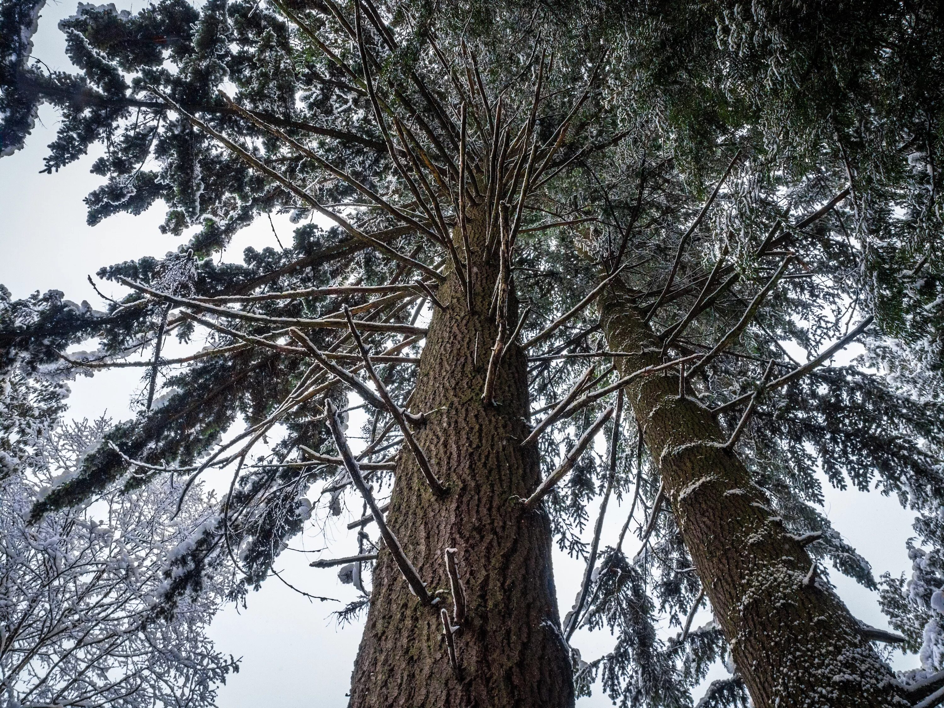 Дерево растет зимой. Дерево штата Миннесота - сосна красная (Pinus resinosa). Семиствольная сосна Ялта. Огромная ель. Огромная сосна.