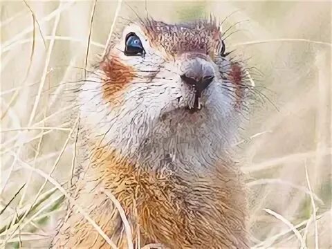 Суслик краснощекий. Суслик Краснощекий (Spermophilus erythrogenys). Суслик Краснощёкий Кемеровская область. Сибирский суслик Краснощекий.