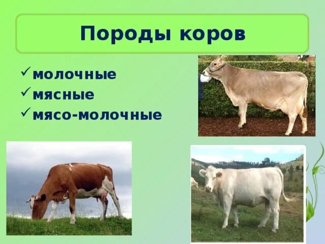 Выберите породы. Мясо молочные породы. Породы коров мясные молочные мясо молочные. Породы коров названия. Молочные породы коров в России.