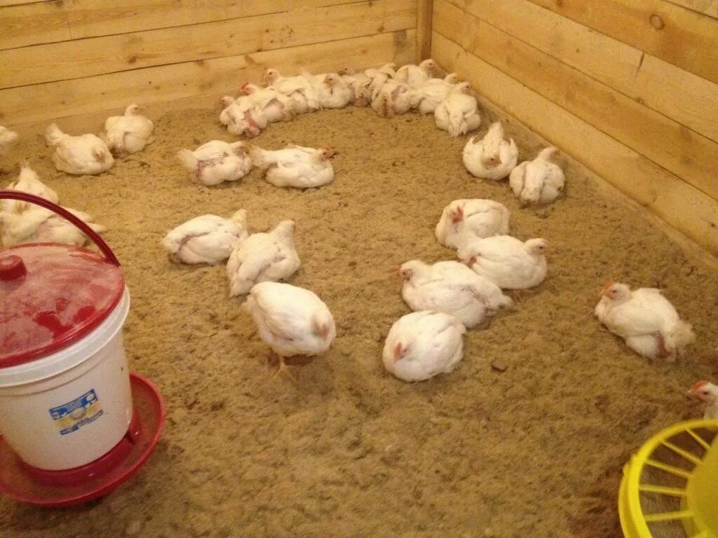 Настил в курятнике. Насест для кур несушек. Настил в курятнике. Подстилка для кур бройлеров. Настил в курятнике.