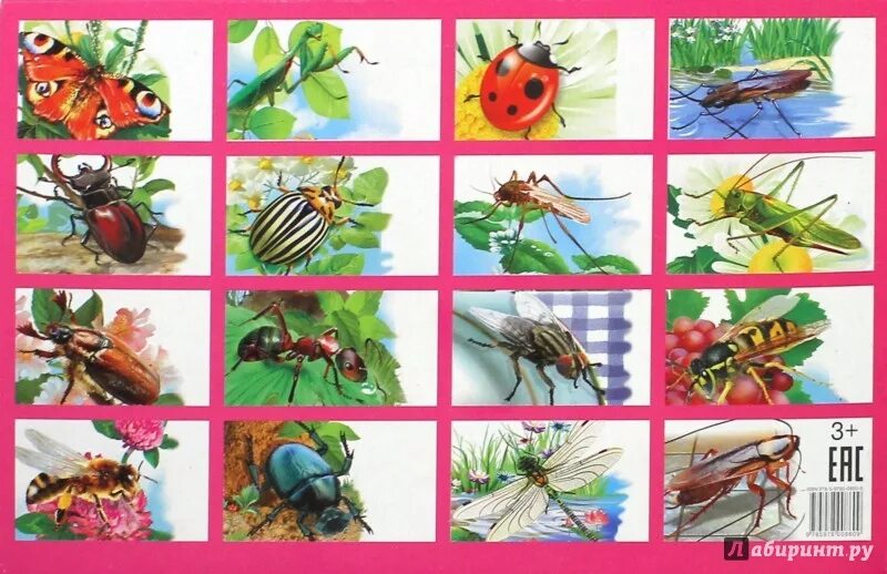 Ознакомление с окружающим миром тема насекомые. Насекомые для ДОШКОЛЬНИКЛ. Насекомые. Карточки. Дидактические карточки насекомые. Карточки для детей. Насекомые.