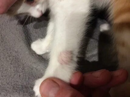 Котенок после прививки вялый