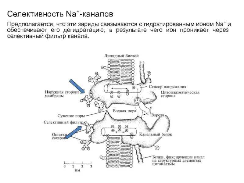 Селективный фильтр. Структура ионного канала. Схема ионного канала. Селективный фильтр ионного канала. Добротность фильтра формула.