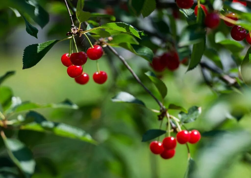 Вишня в волгограде растет. Вишня уральская черешенка. Лучшая вишня. Сорт вишни тамарис. Вишня обыкновенная тамарис.