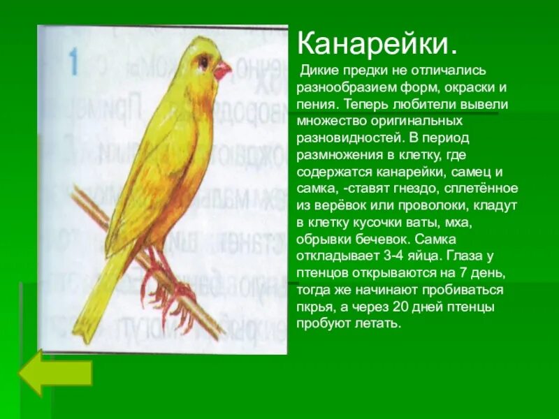 Почему изменилось отношение канарейки. Информация про канареек. доклад про канарейку. канарейка описание. где живут канарейки.