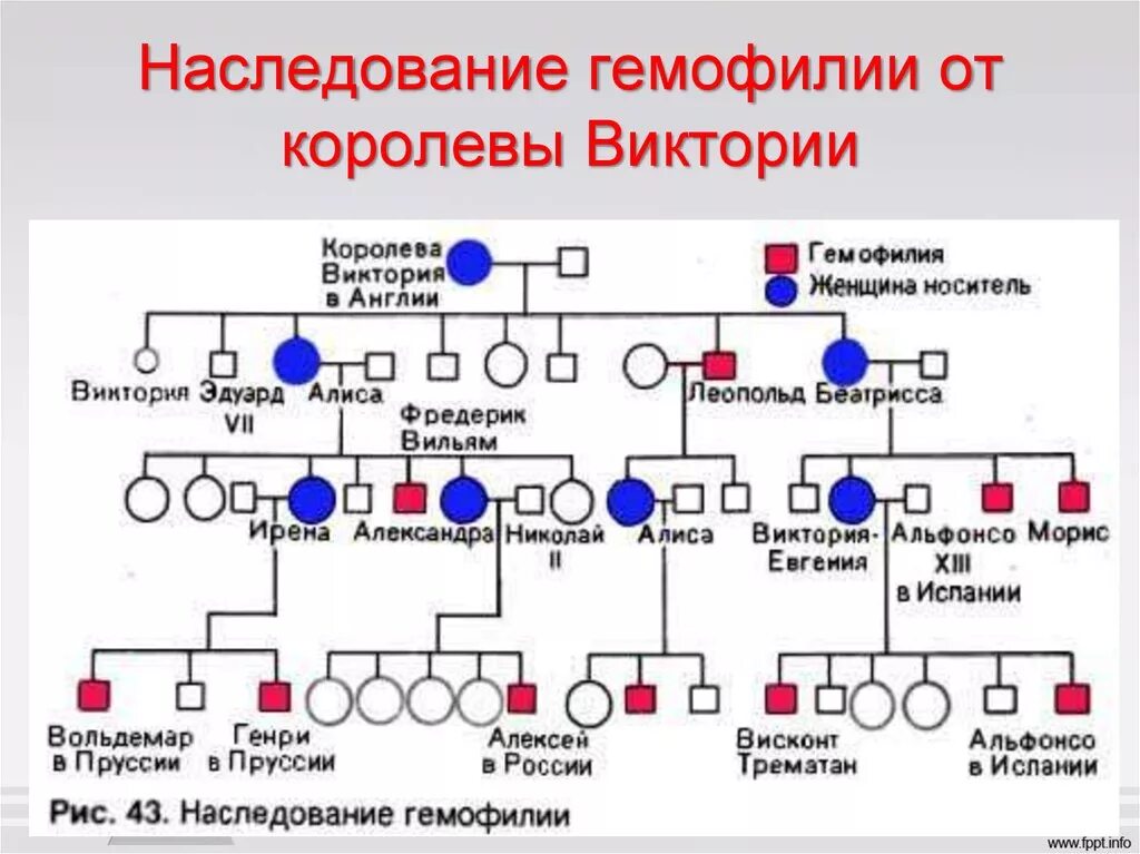 Родословная королевы Виктории наследование гемофилии. Родословная королевы Виктории. Родословная по гемофилии королевы Виктории. Носители гемофилии женщины