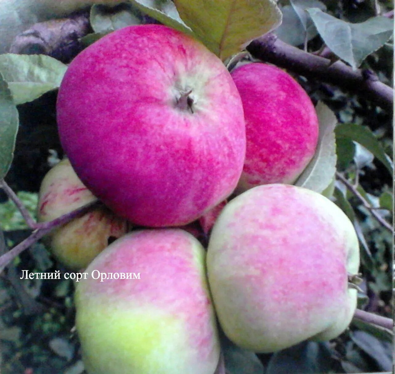 Сорт яблок Мельба. Яблоня "розовый налив" (Malus domestica). Яблоня Орловим. Сорт яблони Орловим. Сорт розовый налив