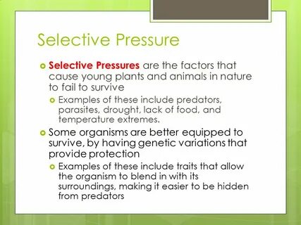 Selection meaning