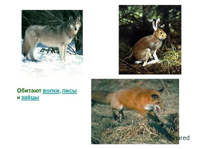 лиса. обитание зайца и лисы. где живет лиса. описать лису. волк лиса и заяц.