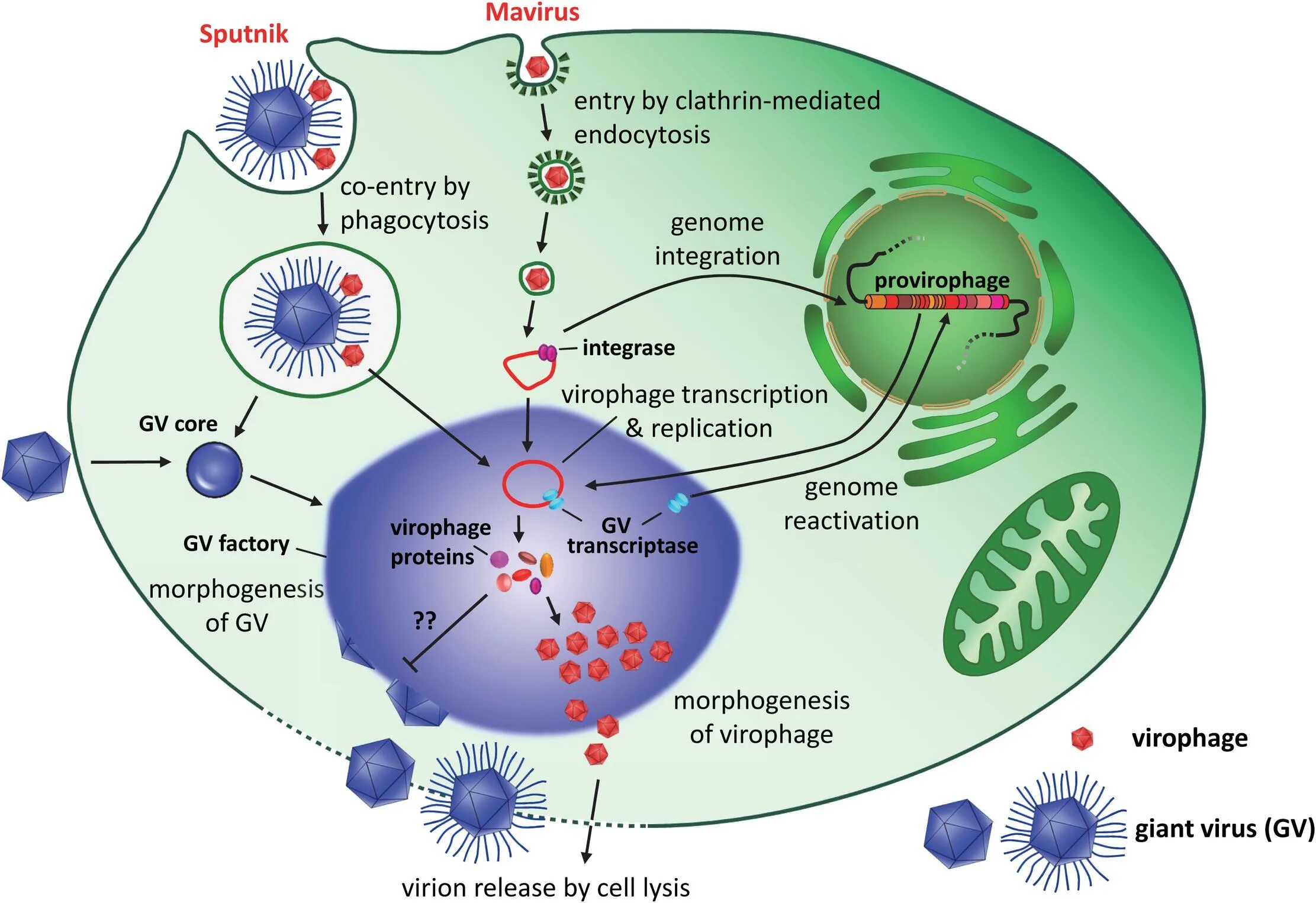The virus can be. Вирофаг. Вирофаги строение. Спутник (Вирофаг). Вирофаги вирусы.