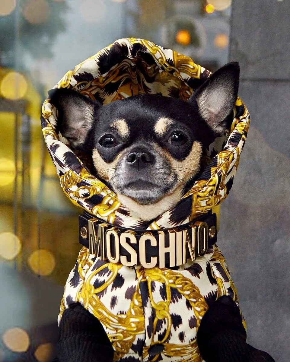 Модные собачки. Стильные собачки. Гламурная собака. Собачка в шляпе. Модная собачка.