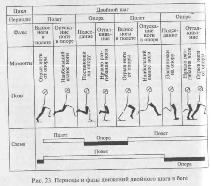Периоды и фазы движений в беге. Фазы ходьбы и фазы бега. Спортивная ходьба цикл движения. Фазы техники спортивной ходьбы. Техники ходьбы и бега