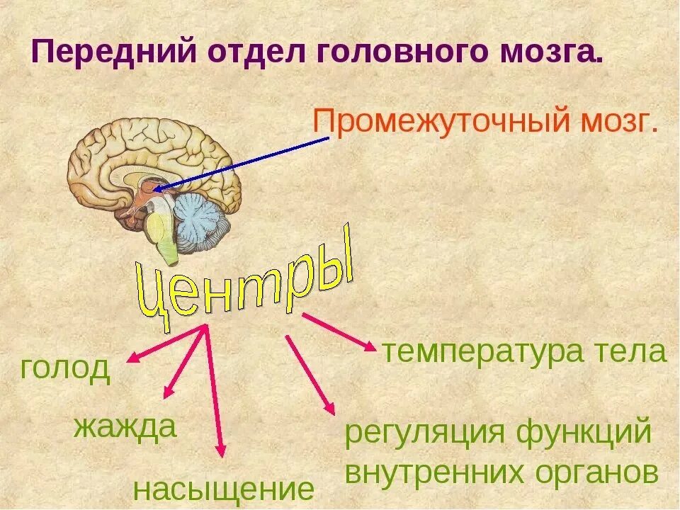 Центры регуляции промежуточного мозга. Функции промежуточного мозга регуляция. Промежуточный мозг отделы и функции. Отдел мозга промежуточный мозг функции.