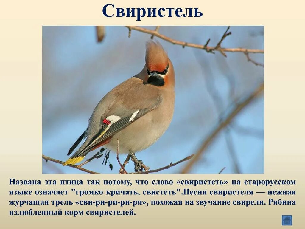 характеристика класса птицы 7 класс биология. я класс птицы. птицы для презентации. реферат класс птицы. естествознание класс птицы.