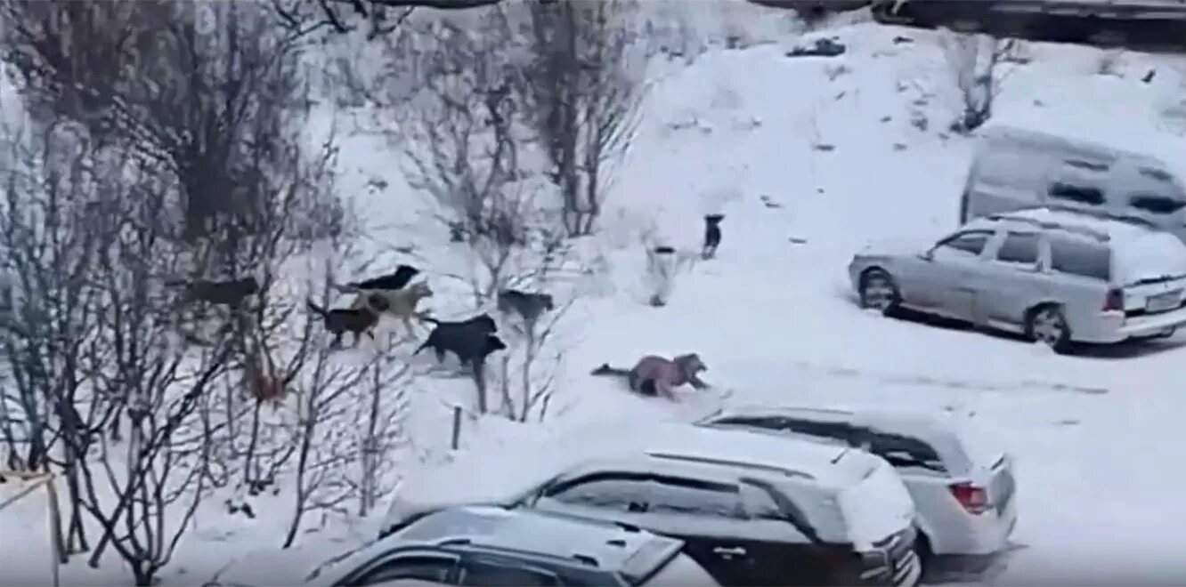 Нападение в мурманской области. Стая собак напала на ребенка. Стая бездомных собак Мурманск. Собаки Мурманска нападение. Свора собак нападает на ребенка.