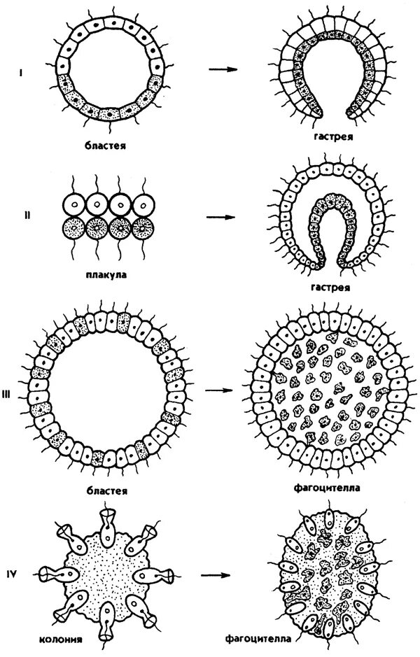 Появление многоклеточности привело. Теория гастреи Геккеля. Гипотеза фагоцителлы Мечникова. Гипотеза гастреи Геккеля. Теория Геккеля о происхождении многоклеточных.