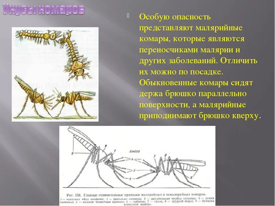 Какое развитие у малярийного комара. Малярийный комар опасен. Комар переносчик малярии малярийный комар. Ложный малярийный комар.