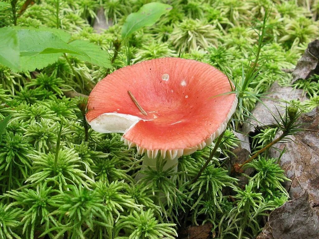 пластинчатый масленок гриб. сыроежка валуевидная. пластинчатые и пластинчатые грибы. сыроежка съедобный пластинчатый гриб. ложные сыроежки.