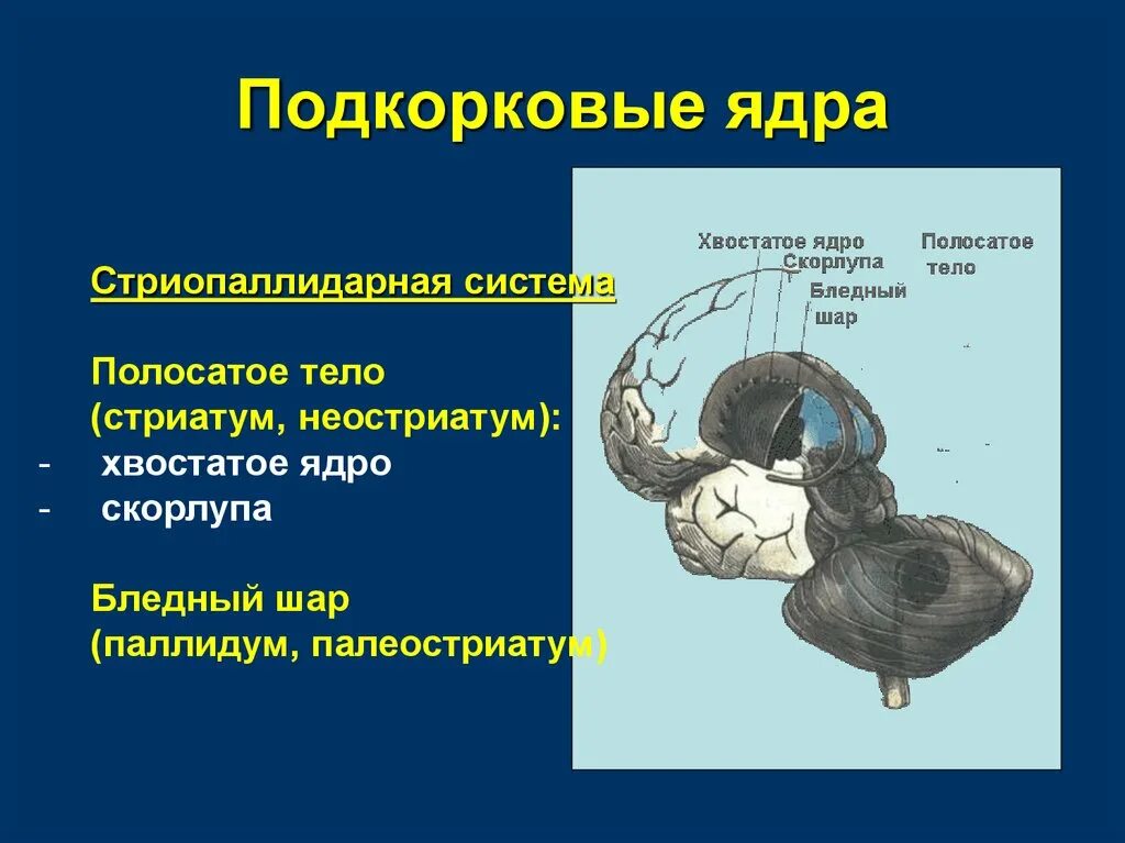 Подкорковые образования мозга