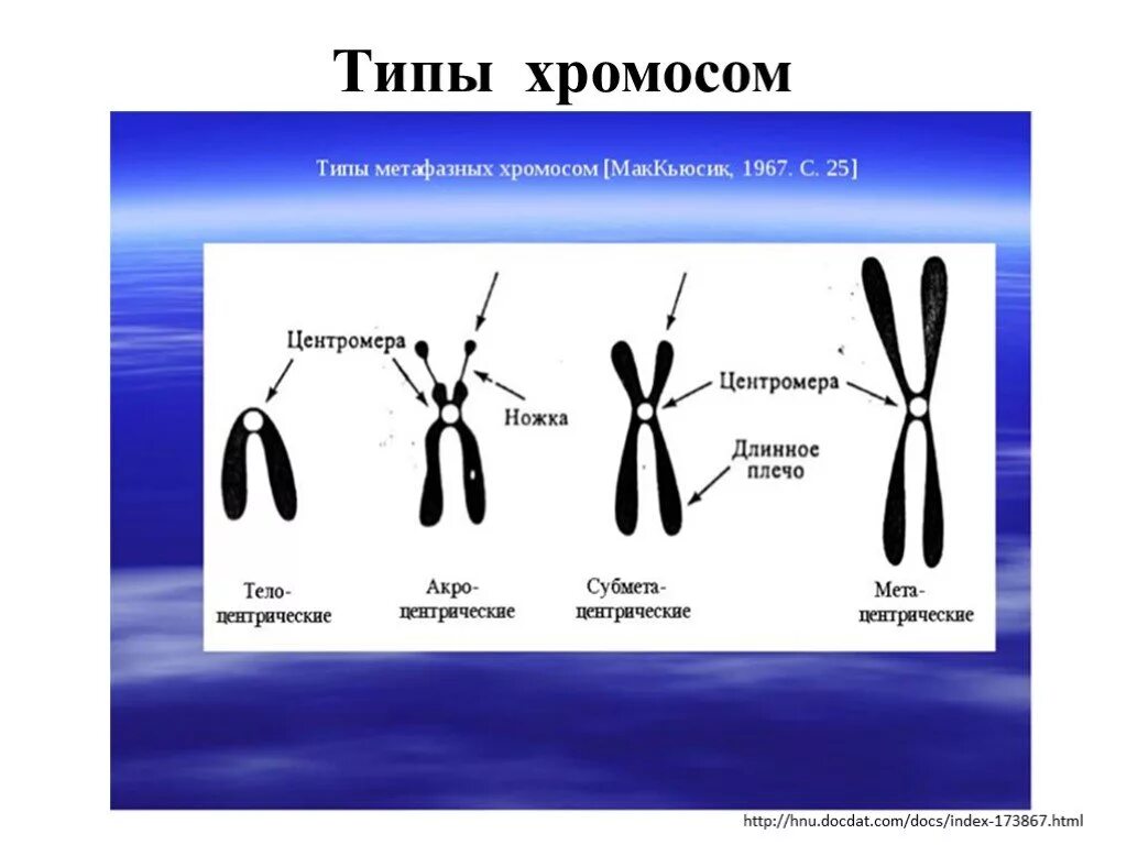 Какую форму имеет хромосома. Типы хромосом. Различные типы хромосом. Схематическое строение хромосомы. Палочковидные хромосомы.