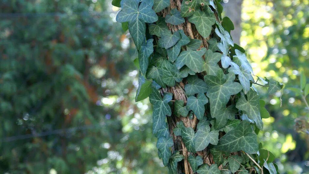 Плющ Хедера Хеликс. Плющ вечнозеленый (Hedera).. Хедера плющ дерево. Как растет плющ