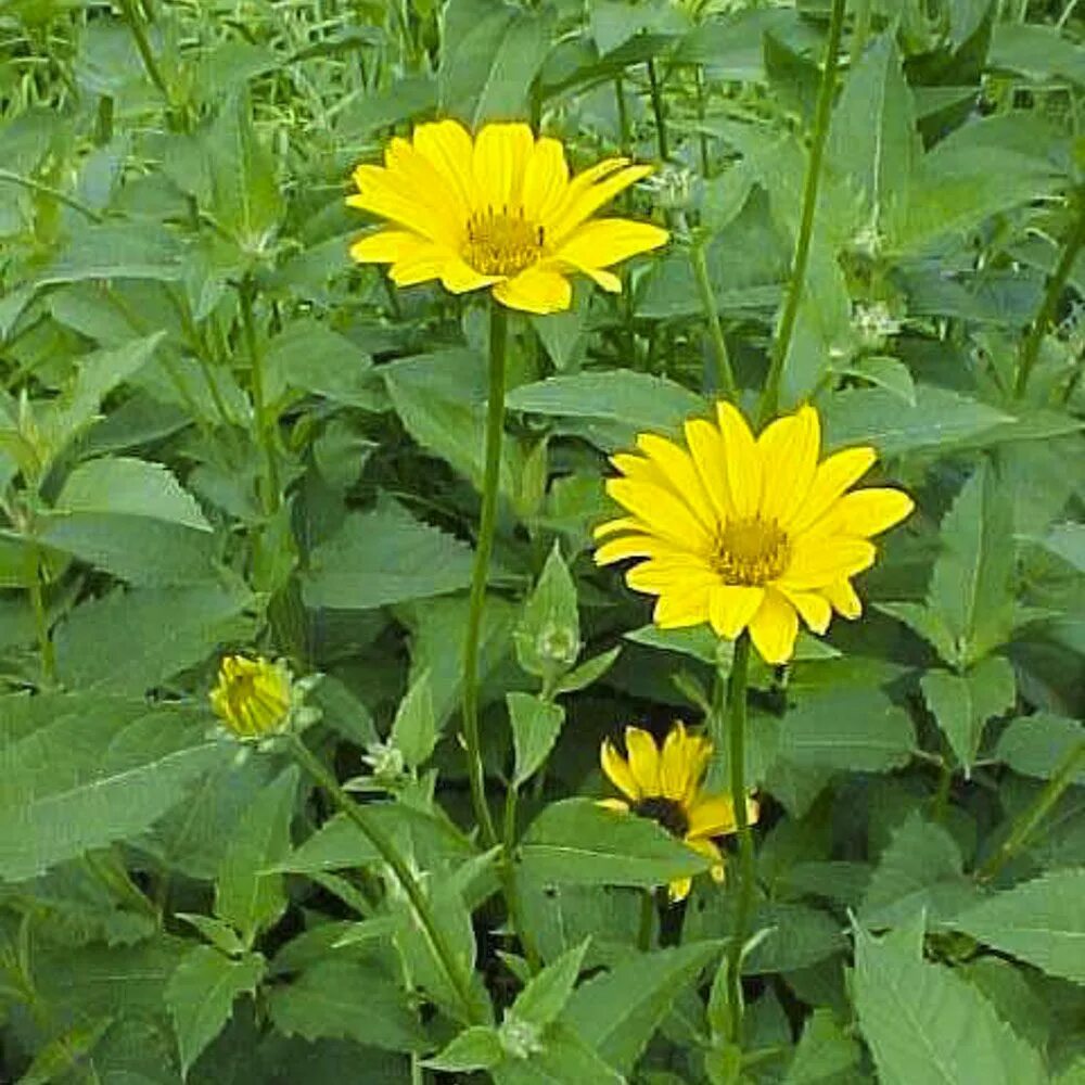 Гелиопсис золотые шары. Heliopsis helianthoides. Гелиопсис helianthoides. Гелиопсис золотой шар.