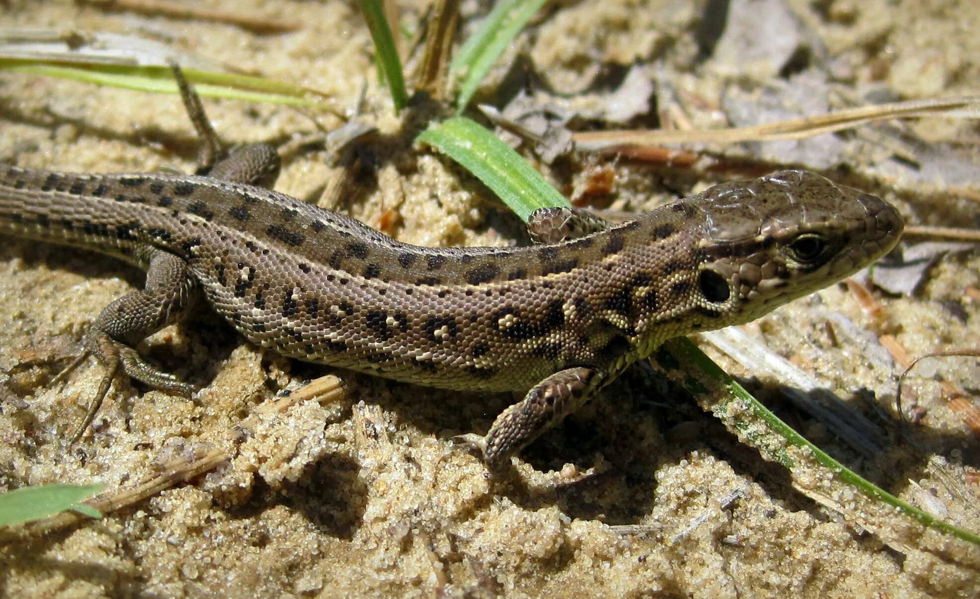 Известно что ящерица прыткая. Lacerta Agilis. Lacerta Agilis Linnaeus. Прыткая ящерица. Степная прыткая ящерица.