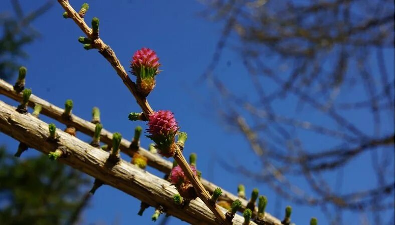 Яблоня стрит парад бутоны. Цветение какое явление. Цветение какое явление. Вишневое дерево цветение. Яблоня хубейская.